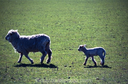 baby;cute;farm;farming;field;fields;fluffy;generation;generations;genetic;genetics;grass;green;lambs;meadow;meadows;mother;new;paddock;paddocks;pastoral;pasture;pastures;spring;white;wool;woolly;wooly;young