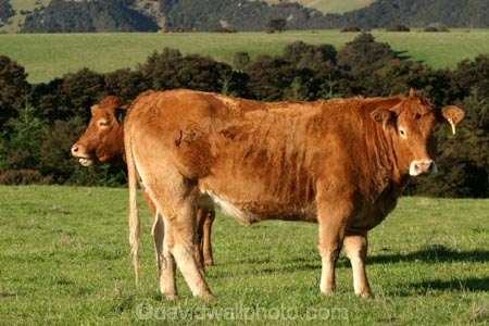 agricultural;agriculture;animal;animals;beef;bottom;brown;brown-cow;brown-cows;calves;cattle;country;countryside;cow;cows;farm;farming;farmland;farms;field;fields;funny;fur;grass;grassy;Herbivore;Herbivores;Herbivorous;hilarious;humor;humorous;humour;humourous;Livestock;mammal;mammals;meadow;meadows;new-zealand;paddock;paddocks;pasture;pastures;rural;south-island;stock;taieri