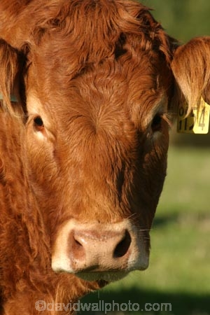 agricultural;agriculture;animal;animals;beef;brown;brown-cow;brown-cows;calves;cattle;country;countryside;cow;cows;farm;farming;farmland;farms;field;fields;fur;grass;grassy;Herbivore;Herbivores;Herbivorous;Livestock;mammal;mammals;meadow;meadows;new-zealand;paddock;paddocks;pasture;pastures;rural;south-island;stock;taieri