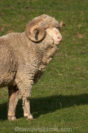 agriculture;Animal;Animals;Countryside;Daytime;face;farm;Farm-animals;farming;farmland;farms;field;fields;Herbivore;Herbivores;Herbivorous;horn;horns;Livestock;Mammal;Mammals;marino;meadow;meadows;Outdoor;Outdoors;Outside;paddock;paddocks;pasture;pastures;Rural;Sheep;wool;woolly;wooly