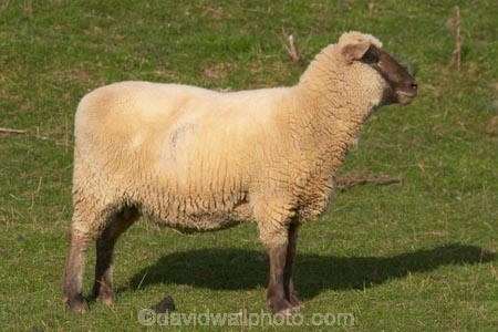 agriculture;Animal;Animals;Countryside;Daytime;face;farm;Farm-animals;farming;farmland;farms;field;fields;Herbivore;Herbivores;Herbivorous;Livestock;Mammal;Mammals;meadow;meadows;Outdoor;Outdoors;Outside;paddock;paddocks;pasture;pastures;Rural;Sheep;wool;woolly;wooly
