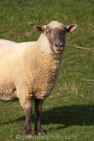 agriculture;Animal;Animals;Countryside;Daytime;face;farm;Farm-animals;farming;farmland;farms;field;fields;Herbivore;Herbivores;Herbivorous;Livestock;Mammal;Mammals;meadow;meadows;Outdoor;Outdoors;Outside;paddock;paddocks;pasture;pastures;Rural;Sheep;wool;woolly;wooly