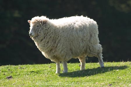 agricultural;agriculture;Animal;Animals;country;countryside;Daytime;farm;Farm-animals;farming;farmland;farms;field;fields;grassy;Herbivore;Herbivores;Herbivorous;lamb;Livestock;Mammal;Mammals;meadow;meadows;Outdoor;Outdoors;Outside;paddock;paddocks;pasture;pastures;rural;Sheep;wool;woolly;wooly