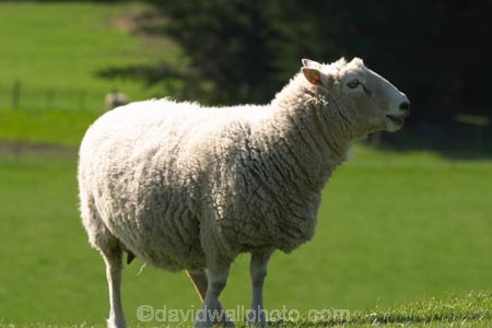 agricultural;agriculture;Animal;Animals;country;countryside;Daytime;farm;Farm-animals;farming;farmland;farms;field;fields;grassy;Herbivore;Herbivores;Herbivorous;lamb;Livestock;Mammal;Mammals;meadow;meadows;Outdoor;Outdoors;Outside;paddock;paddocks;pasture;pastures;rural;Sheep;wool;woolly;wooly