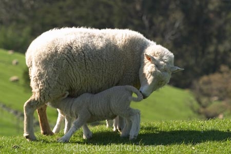 agricultural;agriculture;Animal;Animals;babies;baby;country;countryside;crop;crops;cute;Daytime;drink;drinking;Dunedin;ewe;ewes;farm;Farm-animals;farming;farmland;farms;field;fields;fluffy;generation;generations;genetic;genetics;grass;grassy;green;Herbivore;Herbivores;Herbivorous;horticulture;lamb;lambs;Livestock;mammal;Mammals;meadow;meadows;milk;mother;mothers;mutton;new;New-Lamb;New-Zealand;Outdoor;Outdoors;Outside;paddock;paddocks;pastoral;pasture;pastures;rural;season;seasonal;seasons;Sheep;South-Island;spring;white;wool;woolly;wooly;young