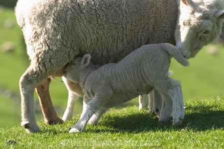 agricultural;agriculture;Animal;Animals;babies;baby;country;countryside;crop;crops;cute;Daytime;drink;drinking;Dunedin;ewe;ewes;farm;Farm-animals;farming;farmland;farms;field;fields;fluffy;generation;generations;genetic;genetics;grass;grassy;green;Herbivore;Herbivores;Herbivorous;horticulture;lamb;lambs;Livestock;mammal;Mammals;meadow;meadows;milk;mother;mothers;mutton;new;New-Lamb;New-Zealand;Outdoor;Outdoors;Outside;paddock;paddocks;pastoral;pasture;pastures;rural;season;seasonal;seasons;Sheep;South-Island;spring;white;wool;woolly;wooly;young