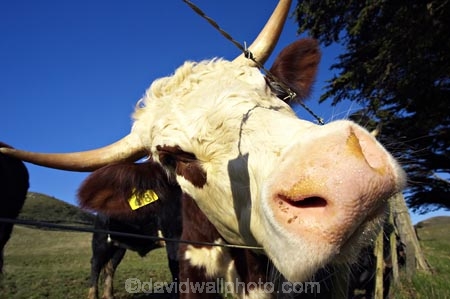 agricultural;agriculture;animal;animals;calves;cattle;country;countryside;cow;cows;dairy;dairy-cow;dairy-cows;dunedin;farm;farming;farmland;farms;field;fields;fur;grass;grassy;Herbivore;Herbivores;Herbivorous;horn;horns;horticulture;Livestock;mammal;mammals;meadow;meadows;new-zealand;otago-peninsula;paddock;paddocks;pasture;pastures;rural;south-island;stock;taieri