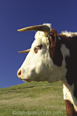 agricultural;agriculture;animal;animals;calves;cattle;country;countryside;cow;cows;dairy;dairy-cow;dairy-cows;dunedin;farm;farming;farmland;farms;field;fields;fur;grass;grassy;Herbivore;Herbivores;Herbivorous;horn;horns;horticulture;Livestock;mammal;mammals;meadow;meadows;new-zealand;otago-peninsula;paddock;paddocks;pasture;pastures;rural;south-island;stock;taieri