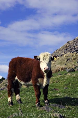 agricultural;agriculture;animal;animals;brown;calf;calves;cattle;country;countryside;cow;cows;dairy;dairy-cow;dairy-cows;farm;farming;farmland;farms;field;fields;fur;grass;grassy;Herbivore;Herbivores;Herbivorous;horticulture;Livestock;mammal;mammals;meadow;meadows;new-zealand;paddock;paddocks;pasture;pastures;rural;south-island;stock;taieri;white;young