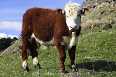 agricultural;agriculture;animal;animals;brown;calf;calves;cattle;country;countryside;cow;cows;dairy;dairy-cow;dairy-cows;farm;farming;farmland;farms;field;fields;fur;grass;grassy;Herbivore;Herbivores;Herbivorous;horticulture;Livestock;mammal;mammals;meadow;meadows;new-zealand;paddock;paddocks;pasture;pastures;rural;south-island;stock;taieri;white;young