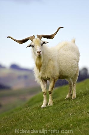 agricultural;agriculture;country;countryside;farm;farming;farmland;farms;fibre;field;fields;goat;goats;horn;horns;horticulture;long-horn;long-horned;long-horns;meadow;meadows;paddock;paddocks;pasture;pastures;rural;wool;wooly