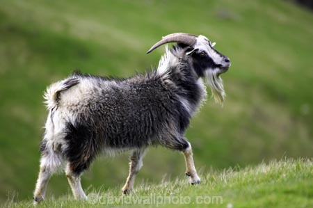 agricultural;agriculture;country;countryside;farm;farming;farmland;farms;fibre;field;fields;goat;goats;horn;horns;horticulture;long-horn;long-horned;long-horns;meadow;meadows;paddock;paddocks;pasture;pastures;rural;wool;wooly