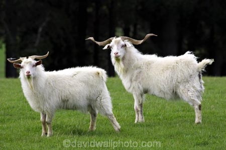 agricultural;agriculture;country;countryside;farm;farming;farmland;farms;fibre;field;fields;goat;goats;horn;horns;horticulture;long-horn;long-horned;long-horns;meadow;meadows;paddock;paddocks;pasture;pastures;rural;wool;wooly