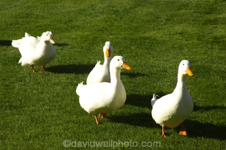 agricultural;agriculture;bird;birds;country;countryside;Dunedin;farm;farming;farmland;farms;field;fields;fowl;fowls;geese;goose;grass;green;Larnach-Castle;livestock;meadow;meadows;New-Zealand;Otago-Peninsula;paddock;paddocks;pasture;pastures;poultry;poultry-farm;poultry-farming;poultry-farms;rural;water-bird;White-Goose