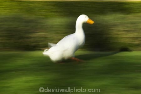 agricultural;agriculture;bird;birds;country;countryside;Dunedin;farm;farming;farmland;farms;field;fields;fowl;fowls;geese;goose;grass;green;Larnach-Castle;livestock;meadow;meadows;New-Zealand;Otago-Peninsula;paddock;paddocks;pasture;pastures;poultry;poultry-farm;poultry-farming;poultry-farms;rural;water-bird;White-Goose