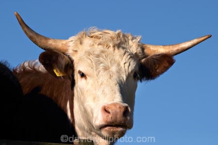 agricultural;agriculture;animal;animals;cattle;country;countryside;cow;cows;dairy;dairy-cow;dairy-cows;dunedin;farm;farming;farmland;farms;field;fields;fur;grass;grassy;Herbivore;Herbivores;Herbivorous;horn;horns;horticulture;Livestock;mammal;mammals;meadow;meadows;new-zealand;otago-peninsula;paddock;paddocks;pasture;pastures;rural;south-island;stock
