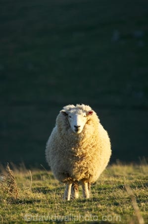agricultural;agriculture;Animal;Animals;country;countryside;Dunedin;ewes;farm;Farm-animals;farming;farmland;farms;field;fields;herbivore;herbivores;herbivorous;livestock;mammal;mammals;meadow;meadows;N.Z.;New-Zealand;NZ;Otago;Otago-Peninsula;Outdoor;Outdoors;Outside;paddock;paddocks;pasture;pastures;rural;S.I.;Sheep;SI;South-Is.;South-Island;stock;white;wool;woolly;wooly
