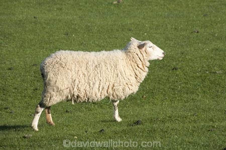 agricultural;agriculture;Animal;Animals;country;countryside;Dunedin;ewes;farm;Farm-animals;farming;farmland;farms;field;fields;grass;green;herbivore;herbivores;herbivorous;livestock;mammal;mammals;meadow;meadows;N.Z.;New-Zealand;NZ;Otago;Outdoor;Outdoors;Outside;paddock;paddocks;pasture;pastures;rural;S.I.;Sheep;SI;South-Is.;South-Island;stock;white;wool;woolly;wooly
