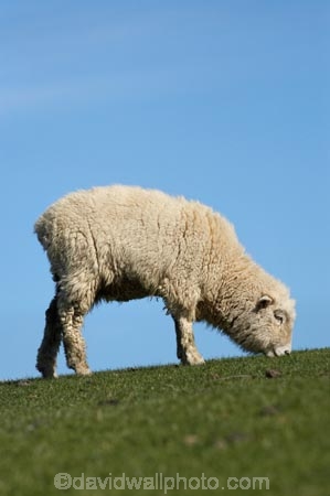 agricultural;agriculture;Animal;Animals;country;countryside;Dunedin;ewes;farm;Farm-animals;farming;farmland;farms;field;fields;grass;green;herbivore;herbivores;herbivorous;livestock;mammal;mammals;meadow;meadows;N.Z.;New-Zealand;NZ;Otago;Outdoor;Outdoors;Outside;paddock;paddocks;pasture;pastures;rural;S.I.;Sheep;SI;South-Is.;South-Island;stock;white;wool;woolly;wooly