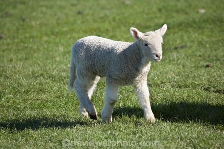agricultural;agriculture;Animal;Animals;baby-sheep;country;countryside;Dunedin;ewes;farm;Farm-animals;farming;farmland;farms;field;fields;fresh;grass;green;grow;growth;herbivore;herbivores;herbivorous;lamb;lambs;livestock;mammal;mammals;meadow;meadows;N.Z.;New-Zealand;NZ;Otago;Outdoor;Outdoors;Outside;paddock;paddocks;pasture;pastures;renew;rural;S.I.;season;seasonal;seasons;Sheep;SI;South-Is.;South-Island;spring;springtime;stock;white;wool;woolly;wooly