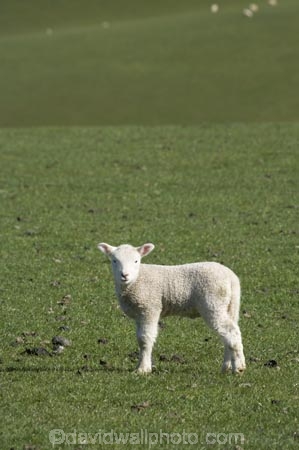 agricultural;agriculture;Animal;Animals;baby-sheep;country;countryside;Dunedin;ewes;farm;Farm-animals;farming;farmland;farms;field;fields;fresh;grass;green;grow;growth;herbivore;herbivores;herbivorous;lamb;lambs;livestock;mammal;mammals;meadow;meadows;N.Z.;New-Zealand;NZ;Otago;Outdoor;Outdoors;Outside;paddock;paddocks;pasture;pastures;renew;rural;S.I.;season;seasonal;seasons;Sheep;SI;South-Is.;South-Island;spring;springtime;stock;white;wool;woolly;wooly