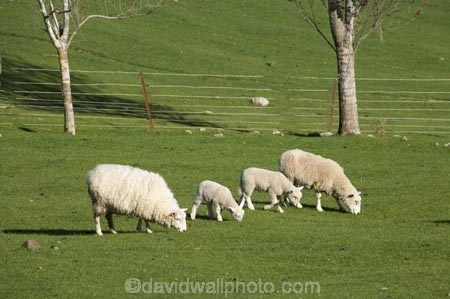 agricultural;agriculture;Animal;Animals;baby-sheep;country;countryside;Dunedin;ewes;farm;Farm-animals;farming;farmland;farms;field;fields;fresh;grass;green;grow;growth;herbivore;herbivores;herbivorous;lamb;lambs;livestock;mammal;mammals;meadow;meadows;N.Z.;New-Zealand;NZ;Otago;Outdoor;Outdoors;Outside;paddock;paddocks;pasture;pastures;renew;rural;S.I.;season;seasonal;seasons;Sheep;SI;South-Is.;South-Island;spring;springtime;stock;twin;twin-lambs;twins;white;wool;woolly;wooly
