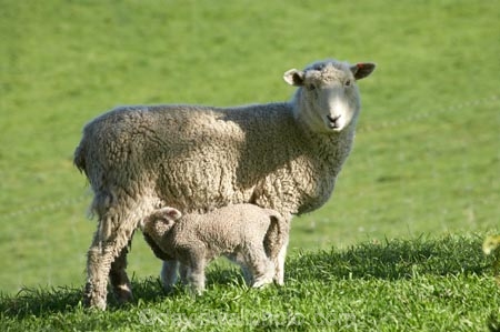 agricultural;agriculture;Animal;Animals;baby-sheep;country;countryside;Dunedin;ewes;farm;Farm-animals;farming;farmland;farms;field;fields;fresh;grass;green;grow;growth;herbivore;herbivores;herbivorous;lamb;lambs;livestock;mammal;mammals;meadow;meadows;N.Z.;New-Zealand;NZ;Otago;Outdoor;Outdoors;Outside;paddock;paddocks;pasture;pastures;renew;rural;S.I.;season;seasonal;seasons;Sheep;SI;South-Is.;South-Island;spring;springtime;stock;white;wool;woolly;wooly