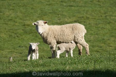 agricultural;agriculture;Animal;Animals;baby-sheep;country;countryside;Dunedin;ewes;farm;Farm-animals;farming;farmland;farms;field;fields;fresh;grass;green;grow;growth;herbivore;herbivores;herbivorous;lamb;lambs;livestock;mammal;mammals;meadow;meadows;N.Z.;New-Zealand;NZ;Otago;Outdoor;Outdoors;Outside;paddock;paddocks;pasture;pastures;renew;rural;S.I.;season;seasonal;seasons;Sheep;SI;South-Is.;South-Island;spring;springtime;stock;twin;twin-lambs;twins;white;wool;woolly;wooly