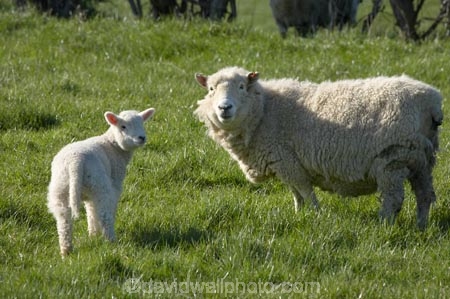 agricultural;agriculture;Animal;Animals;baby-sheep;country;countryside;Dunedin;ewes;farm;Farm-animals;farming;farmland;farms;field;fields;fresh;grass;green;grow;growth;herbivore;herbivores;herbivorous;lamb;lambs;livestock;mammal;mammals;meadow;meadows;N.Z.;New-Zealand;NZ;Otago;Outdoor;Outdoors;Outside;paddock;paddocks;pasture;pastures;renew;rural;S.I.;season;seasonal;seasons;Sheep;SI;South-Is.;South-Island;spring;springtime;stock;white;wool;woolly;wooly