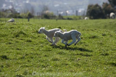 agricultural;agriculture;Animal;Animals;baby-sheep;country;countryside;Dunedin;ewes;farm;Farm-animals;farming;farmland;farms;field;fields;fresh;grass;green;grow;growth;herbivore;herbivores;herbivorous;lamb;lambs;livestock;mammal;mammals;meadow;meadows;N.Z.;New-Zealand;NZ;Otago;Outdoor;Outdoors;Outside;paddock;paddocks;pasture;pastures;renew;rural;S.I.;season;seasonal;seasons;Sheep;SI;South-Is.;South-Island;spring;springtime;stock;twin;twin-lambs;twins;white;wool;woolly;wooly