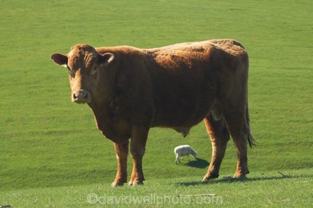 agricultural;agriculture;cattle;country;countryside;cow;cows;Dunedin;farm;farming;farmland;farms;field;fields;Herbivore;Herbivores;Herbivorous;Livestock;mammal;mammals;meadow;meadows;N.Z.;New-Zealand;NZ;Otago;paddock;paddocks;pasture;pastures;rural;S.I.;sheep;SI;South-Is.;South-Island;stock