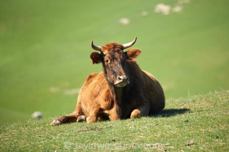 agricultural;agriculture;cattle;country;countryside;cow;cows;Dunedin;farm;farming;farmland;farms;field;fields;Herbivore;Herbivores;Herbivorous;Livestock;mammal;mammals;meadow;meadows;N.Z.;New-Zealand;NZ;Otago;paddock;paddocks;pasture;pastures;rural;S.I.;SI;South-Is.;South-Island;stock
