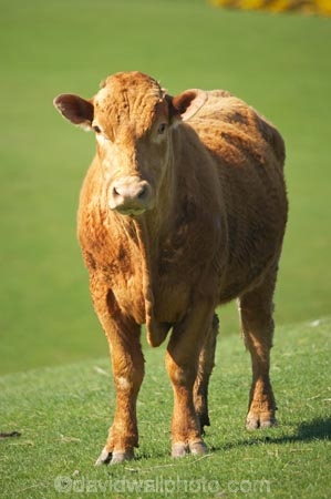 agricultural;agriculture;cattle;country;countryside;cow;cows;Dunedin;farm;farming;farmland;farms;field;fields;Herbivore;Herbivores;Herbivorous;Livestock;mammal;mammals;meadow;meadows;N.Z.;New-Zealand;NZ;Otago;paddock;paddocks;pasture;pastures;rural;S.I.;SI;South-Is.;South-Island;stock
