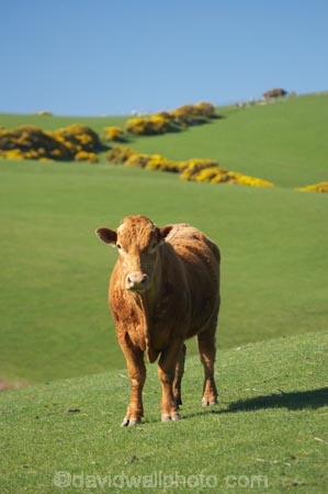 agricultural;agriculture;cattle;country;countryside;cow;cows;Dunedin;farm;farming;farmland;farms;field;fields;Herbivore;Herbivores;Herbivorous;Livestock;mammal;mammals;meadow;meadows;N.Z.;New-Zealand;NZ;Otago;paddock;paddocks;pasture;pastures;rural;S.I.;SI;South-Is.;South-Island;stock