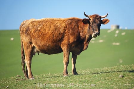 agricultural;agriculture;cattle;country;countryside;cow;cows;Dunedin;farm;farming;farmland;farms;field;fields;Herbivore;Herbivores;Herbivorous;Livestock;mammal;mammals;meadow;meadows;N.Z.;New-Zealand;NZ;Otago;paddock;paddocks;pasture;pastures;rural;S.I.;SI;South-Is.;South-Island;stock