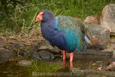 Animal;animals;avian;bird;bird-spotting;bird-watching;bird_watching;birds;Dunedin;eco-tourism;eco_tourism;Ecosanctuary;ecotourism;Fauna;flightless;flightless-bird;N.Z.;Natural;Nature;New-Zealand;notornis;NZ;Orakanui;Orakanui-Ecosanctuary;Ornithology;Orokanui;Orokanui-Ecosanctuary;Porphyrio-hochstetteri;predator-free;reserve;S.I.;SI;South-Island;South-Island-Takahe;Takahe;takahes;wild;wildlife;wildlife-reserve