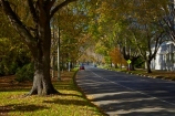 Anzac-Ave;Anzac-Avenue;autuminal;autumn;autumn-colour;autumn-colours;autumnal;avenue;avenues;color;colors;colour;colours;deciduous;Dunedin;fall;gold;golden;leaf;leaves;N.Z.;New-Zealand;NZ;Otago;S.I.;season;seasonal;seasons;SI;South-Is;South-Is.;South-Island;Sth-Is;tree;trees;yellow