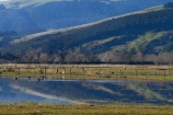 agricultural;agriculture;calm;country;countryside;Dunedin;farm;farming;farmland;farms;field;fields;Henley;meadow;meadows;N.Z.;New-Zealand;NZ;Otago;paddock;paddocks;pasture;pastures;placid;quiet;reflected;reflection;reflections;rural;S.I.;serene;SI;smooth;South-Is;South-Island;still;Taieri-Plain;Taieri-Plains;tranquil;water