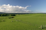 sheep;farm;grass;field;fields;green;fence