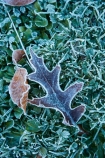 autuminal;autumn;autumn-colour;autumn-colours;autumn-tree;autumn-trees;autumnal;Botanic-Garden;Botanic-Gardens;Botanical-Garden;Botanical-Gardens;city-garden;city-gardens;cold;color;colors;colour;colours;council-garden;council-gardens;deciduous;Dunedin;Dunedin-Botanic-Garden;Dunedin-Botanic-Gardens;Dunedin-Botanical-Garden;Dunedin-Botanical-Gardens;Dunedin-Gardens;fall;freezing;frost;frosts;frosty;frosty-grass;frosty-leaf;frosty-leaves;garden;gardens;leaf;leaves;N.Z.;New-Zealand;North-Dunedin;NZ;oak;oak-leaf;oak-leaves;Otago;plant;plants;S.I.;season;seasonal;seasons;SI;South-Is;South-Is.;South-Island;Sth-Is