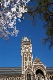 bloom;blooming;blooms;blossom;blossoming;blossoms;building;buildings;Clock-Tower;Clock-Towers;college;colleges;Dunedin;education;fresh;grow;growth;heritage;historic;historic-building;historic-buildings;historical;historical-building;historical-buildings;Historical-Registry-Building;history;N.Z.;New-Zealand;NZ;old;Otago;Otago-University;Registry-Building;renew;S.I.;season;seasonal;seasons;SI;South-Is.;South-Island;spring;springtime;tertiary-education;tradition;traditional;universities;University-of-Otago