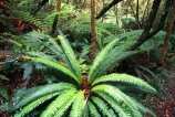 bush;fern;forest;frond;fronds;green;icon;icons;native;nature;new-zealand;radiate;symbol;symbols