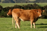 agricultural;agriculture;animal;animals;beef;bottom;brown;brown-cow;brown-cows;calves;cattle;country;countryside;cow;cows;farm;farming;farmland;farms;field;fields;funny;fur;grass;grassy;Herbivore;Herbivores;Herbivorous;hilarious;humor;humorous;humour;humourous;Livestock;mammal;mammals;meadow;meadows;new-zealand;paddock;paddocks;pasture;pastures;rural;south-island;stock;taieri