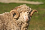 agriculture;Animal;Animals;Countryside;Daytime;face;farm;Farm-animals;farming;farmland;farms;field;fields;Herbivore;Herbivores;Herbivorous;horn;horns;Livestock;Mammal;Mammals;marino;meadow;meadows;Outdoor;Outdoors;Outside;paddock;paddocks;pasture;pastures;Rural;Sheep;wool;woolly;wooly