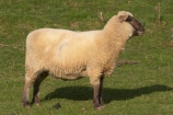 agriculture;Animal;Animals;Countryside;Daytime;face;farm;Farm-animals;farming;farmland;farms;field;fields;Herbivore;Herbivores;Herbivorous;Livestock;Mammal;Mammals;meadow;meadows;Outdoor;Outdoors;Outside;paddock;paddocks;pasture;pastures;Rural;Sheep;wool;woolly;wooly