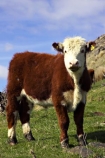 agricultural;agriculture;animal;animals;brown;calf;calves;cattle;country;countryside;cow;cows;dairy;dairy-cow;dairy-cows;farm;farming;farmland;farms;field;fields;fur;grass;grassy;Herbivore;Herbivores;Herbivorous;horticulture;Livestock;mammal;mammals;meadow;meadows;new-zealand;paddock;paddocks;pasture;pastures;rural;south-island;stock;taieri;white;young