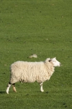 agricultural;agriculture;Animal;Animals;country;countryside;Dunedin;ewes;farm;Farm-animals;farming;farmland;farms;field;fields;grass;green;herbivore;herbivores;herbivorous;livestock;mammal;mammals;meadow;meadows;N.Z.;New-Zealand;NZ;Otago;Outdoor;Outdoors;Outside;paddock;paddocks;pasture;pastures;rural;S.I.;Sheep;SI;South-Is.;South-Island;stock;white;wool;woolly;wooly