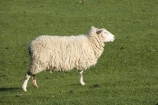 agricultural;agriculture;Animal;Animals;country;countryside;Dunedin;ewes;farm;Farm-animals;farming;farmland;farms;field;fields;grass;green;herbivore;herbivores;herbivorous;livestock;mammal;mammals;meadow;meadows;N.Z.;New-Zealand;NZ;Otago;Outdoor;Outdoors;Outside;paddock;paddocks;pasture;pastures;rural;S.I.;Sheep;SI;South-Is.;South-Island;stock;white;wool;woolly;wooly