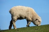 agricultural;agriculture;Animal;Animals;country;countryside;Dunedin;ewes;farm;Farm-animals;farming;farmland;farms;field;fields;grass;green;herbivore;herbivores;herbivorous;livestock;mammal;mammals;meadow;meadows;N.Z.;New-Zealand;NZ;Otago;Outdoor;Outdoors;Outside;paddock;paddocks;pasture;pastures;rural;S.I.;Sheep;SI;South-Is.;South-Island;stock;white;wool;woolly;wooly