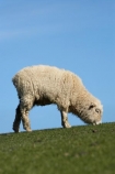 agricultural;agriculture;Animal;Animals;country;countryside;Dunedin;ewes;farm;Farm-animals;farming;farmland;farms;field;fields;grass;green;herbivore;herbivores;herbivorous;livestock;mammal;mammals;meadow;meadows;N.Z.;New-Zealand;NZ;Otago;Outdoor;Outdoors;Outside;paddock;paddocks;pasture;pastures;rural;S.I.;Sheep;SI;South-Is.;South-Island;stock;white;wool;woolly;wooly